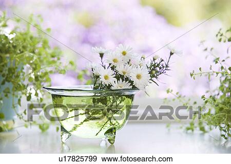 Glass bowl of daisies by a window View Large Photo Image Stock Photo - Glass bowl of daisies by a window. Fotosearch