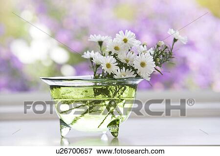 Glass bowl of daisies by a window View Large Photo Image Stock Photo - Glass bowl of daisies by a window. Fotosearch