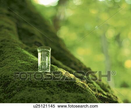Glass of water on mossy beech tree trunk. Aomori Prefecture, Japan View Large Photo Image Stock Photography - Glass of water on mossy beech tree trunk. Aomori Prefecture, Japan. Fotosearch