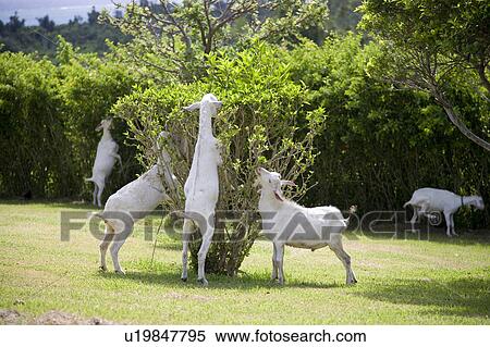 Goat standing to reach leaves on a tree, Ishigaki Island, Okinawa Prefecture, Japan View Large Photo Image Stock Photography - Goat standing to reach leaves on a tree, Ishigaki Island, Okinawa Prefecture, Japan. Fotosearch