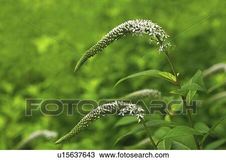 Stock Image - Gooseneck loosestrife. Fotosearch