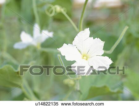 Stock Photography - Gourd flower, Tochigi Prefecture, Japan. Fotosearch