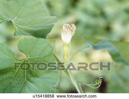 Stock Photo - Gourd fruit with flower, Tochigi Prefecture, Japan. Fotosearch