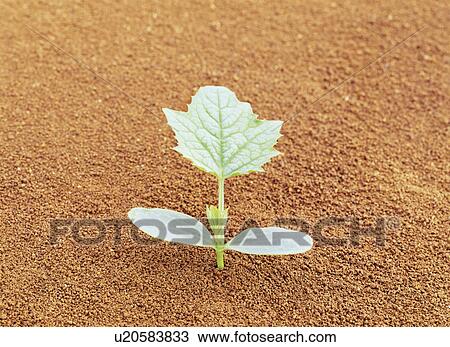 Gourd sprout View Large Photo Image Stock Image - Gourd sprout. Fotosearch