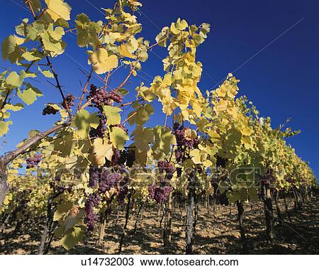 Stock Image - Grape vines at vineyard. Riquewihr, Alsace, France. Fotosearch