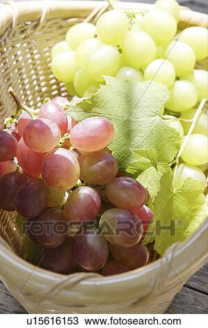 Grapes in a basket View Large Photo Image Stock Image - Grapes in a basket. Fotosearch