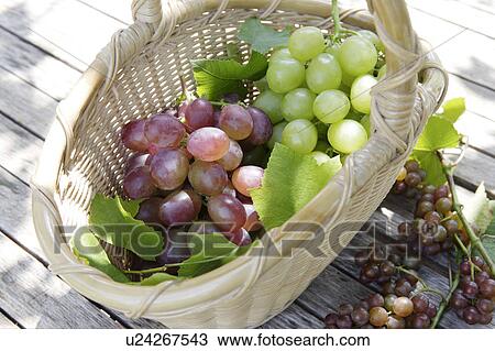 Grapes in a basket View Large Photo Image Stock Image - Grapes in a basket. Fotosearch