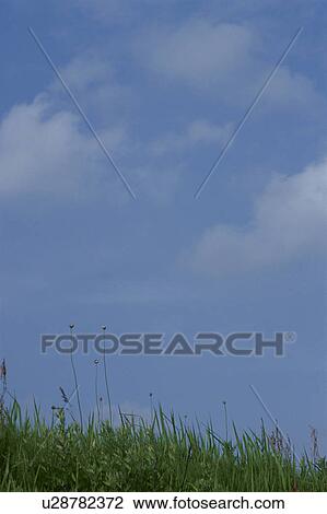 Stock Image - Grass against sky with clouds. Mt Yatsugatake, Yamanashi Prefecture, Japan. Fotosearch