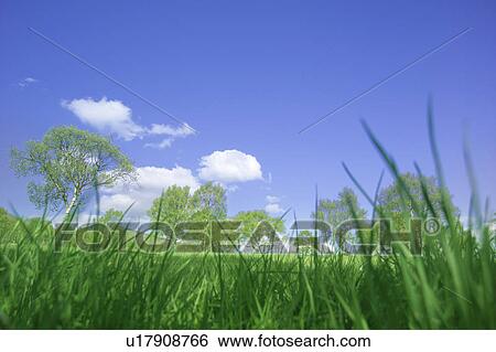 Grass and a blue sky in Sugadaira Plateau, Nagano Prefecture, Japan View Large Photo Image Stock Photograph - Grass and a blue sky in Sugadaira Plateau, Nagano Prefecture, Japan. Fotosearch