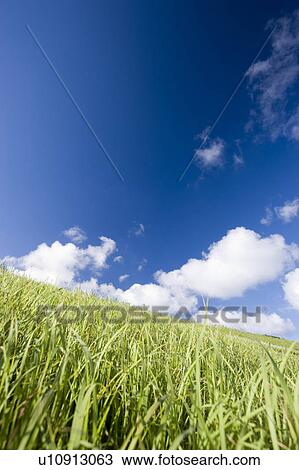 Stock Image - Grass field, Ishigaki Island, Okinawa Prefecture, Japan. Fotosearch