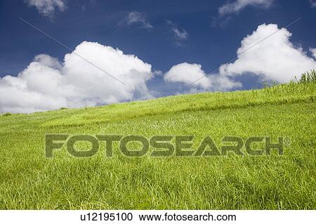 Stock Image - Grass field, Ishigaki Island, Okinawa Prefecture, Japan. Fotosearch