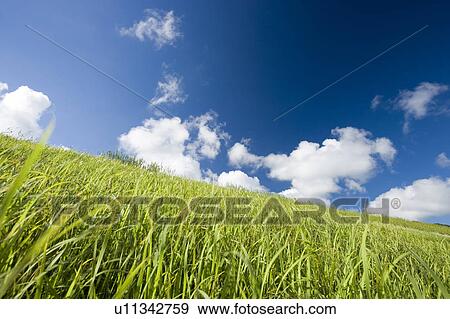 Stock Photo - Grass field, Ishigaki Island, Okinawa Prefecture, Japan. Fotosearch