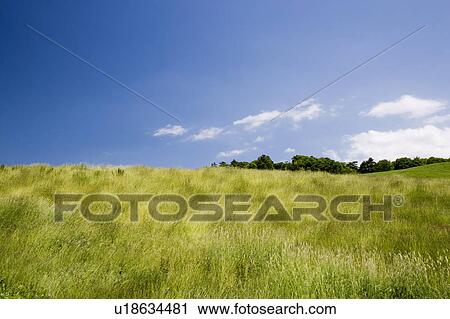 Grass field, Yamagata Prefecture, Honshu, Japan View Large Photo Image Stock Image - Grass field, Yamagata Prefecture, Honshu, Japan. Fotosearch