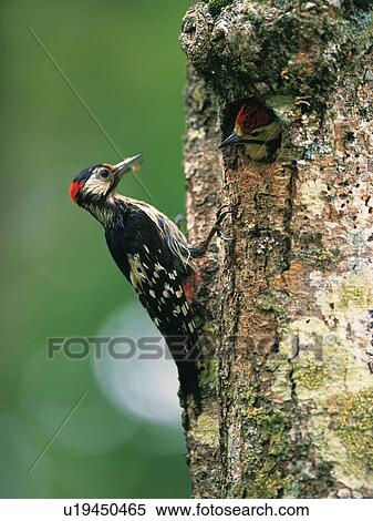 Stock Photography - Great spotted woodpeckers. Hokkaido, Japan. Fotosearch