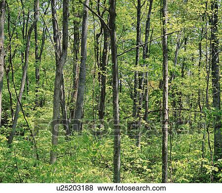Green copse, Towada, Aomori Prefecture, Japan View Large Photo Image Stock Photo - Green copse, Towada, Aomori Prefecture, Japan. Fotosearch