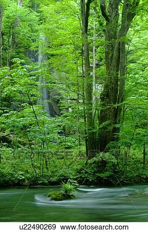 Green forest and a river, Aomori Prefecture, Japan View Large Photo Image Stock Photo - Green forest and a river, Aomori Prefecture, Japan. Fotosearch