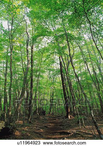 Green forest View Large Photo Image Stock Image - Green forest. Fotosearch