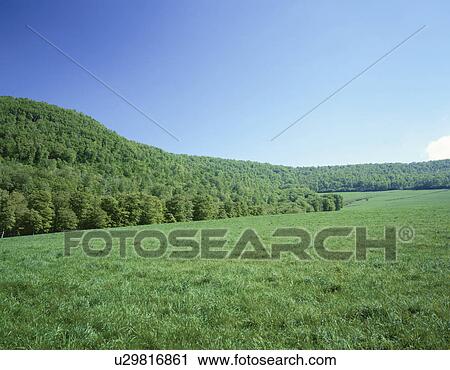 Stock Image - Green forest under a clear sky. Hakkouda, Aomori Prefecture, Japan. Fotosearch