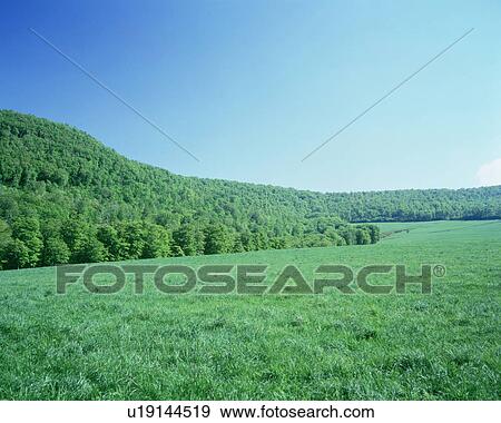 Green forest under a clear sky. Hakkouda, Aomori Prefecture, Japan View Large Photo Image Stock Photo - Green forest under a clear sky. Hakkouda, Aomori Prefecture, Japan. Fotosearch