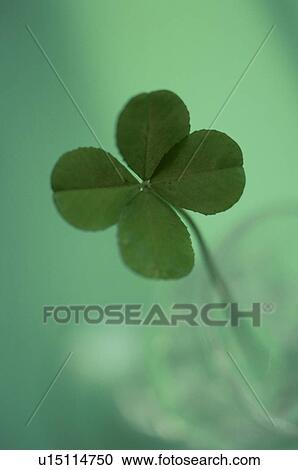 Stock Image - Green four leaf clover. Fotosearch
