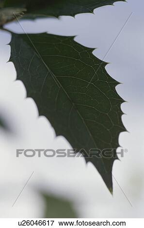 Stock Photo - Green holly leaf. Fotosearch