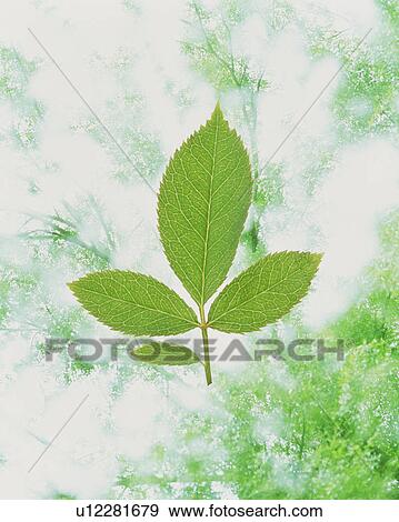 Green leaf against background of trees View Large Photo Image Stock Photo - Green leaf against background of trees. Fotosearch