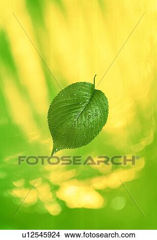 Green leaf View Large Photo Image Picture - Green leaf. Fotosearch