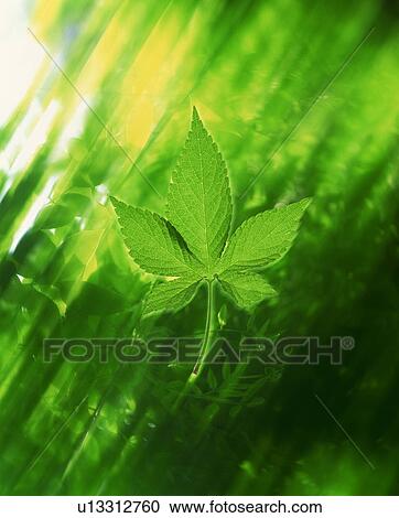 Green leaf View Large Photo Image Stock Image - Green leaf. Fotosearch
