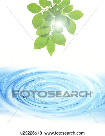 Stock Photo - Green leafy branch above rippling water. Fotosearch