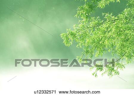 Stock Image - Green leafy branch, Gassan, Shonai-machi, Yamagata Prefecture, Japan. Fotosearch