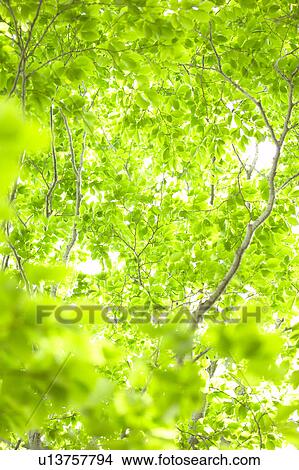 Picture - Green leafy branches, Karuizawa, Nagano Prefecture, Japan. Fotosearch