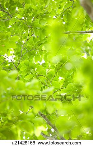 Stock Photo - Green leafy branches, Karuizawa, Nagano Prefecture, Japan. Fotosearch