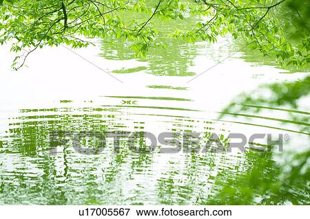 Green leafy branches over water, Karuizawa, Nagano Prefecture, Japan View Large Photo Image Stock Photo - Green leafy branches over water, Karuizawa, Nagano Prefecture, Japan. Fotosearch