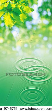 Green leafy trees and rippled water surface View Large Photo Image Stock Image - Green leafy trees and rippled water surface. Fotosearch