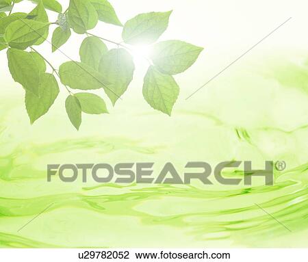 Stock Image - Green leaves hanging over water. Fotosearch