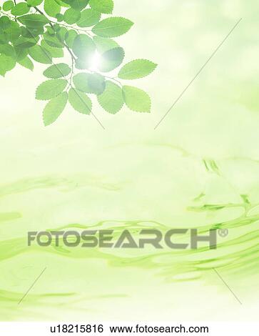 Stock Photograph - Green leaves hanging over water. Fotosearch