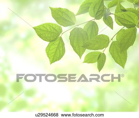 Green leaves on tree View Large Photo Image Stock Photo - Green leaves on tree. Fotosearch