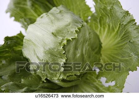 Stock Image - Green lettuce. Fotosearch