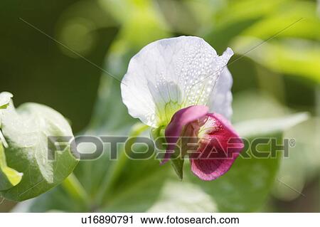 Stock Image - Green pea flower.. Fotosearch