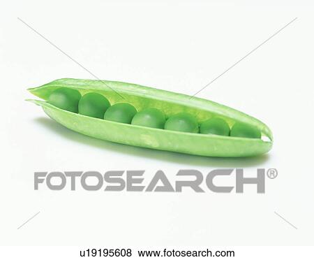 Green peas in a pod View Large Photo Image Stock Photo - Green peas in a pod. Fotosearch