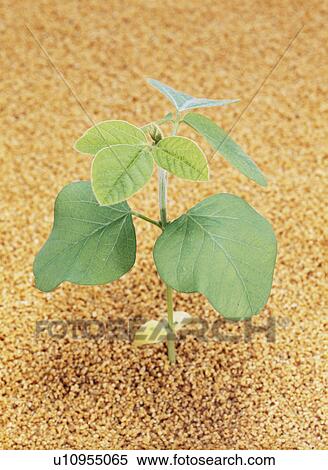 Green soybean seedling, Tochigi Prefecture, Japan View Large Photo Image Stock Photography - Green soybean seedling, Tochigi Prefecture, Japan. Fotosearch