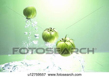 Green tomatoes jumping out of water View Large Photo Image Stock Photo - Green tomatoes jumping out of water. Fotosearch