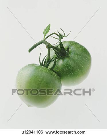 Stock Photograph - Green tomatoes. Fotosearch
