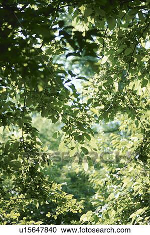Stock Image - Green tree leaves. Mt Yatsugatake, Yamanashi Prefecture, Japan. Fotosearch