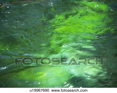 Stock Image - Green water surface. Fotosearch