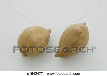 Stock Image - Groundnuts. Fotosearch