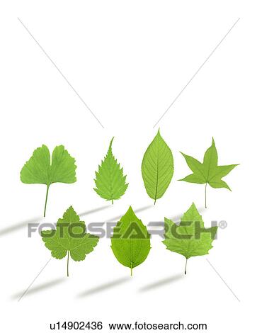 Stock Photograph - Group of different green leaves. Fotosearch