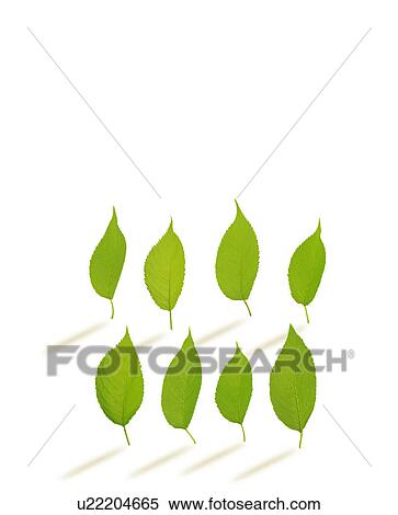 Stock Photography - Group of green leaves. Fotosearch