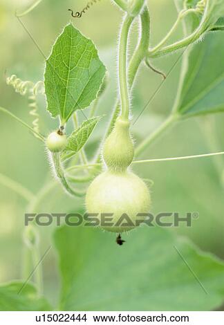 Growing gourd, Tochigi Prefecture, Japan View Large Photo Image Picture - Growing gourd, Tochigi Prefecture, Japan. Fotosearch
