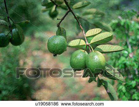 Guava tree View Large Photo Image Stock Photograph - Guava tree. Fotosearch
